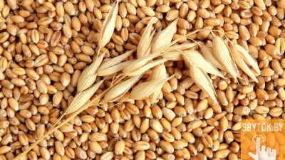 Ячмень, купить зерно в Минске с Доставкой