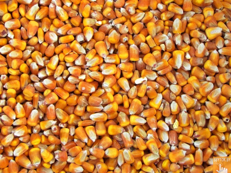 Кукуруза продовольственная